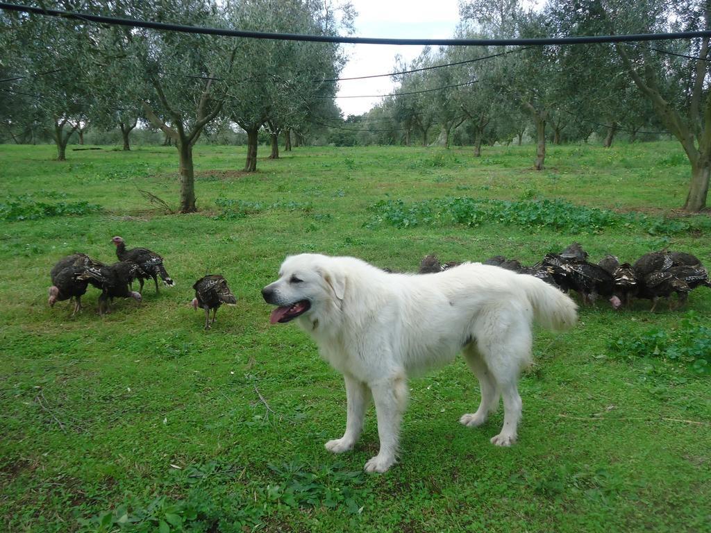 Agriturismo San Vito Crocemaroggia Extérieur photo